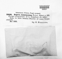 Irpex lacteus image